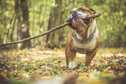 Keep Your Pets Covered with the Leading Pet Insurance in South Africa